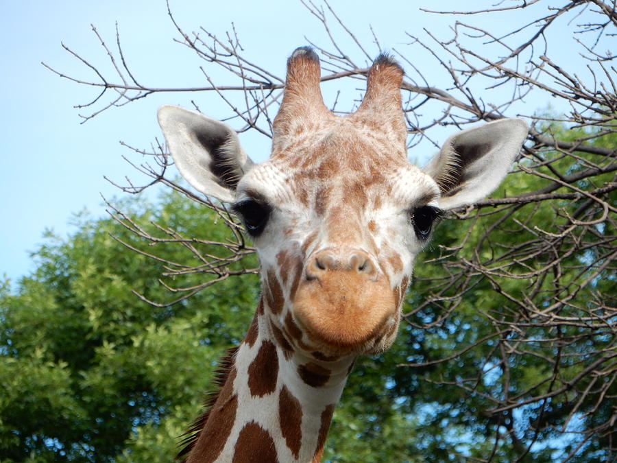 Giraffe One Photograph by Michelle Privett - Fine Art America