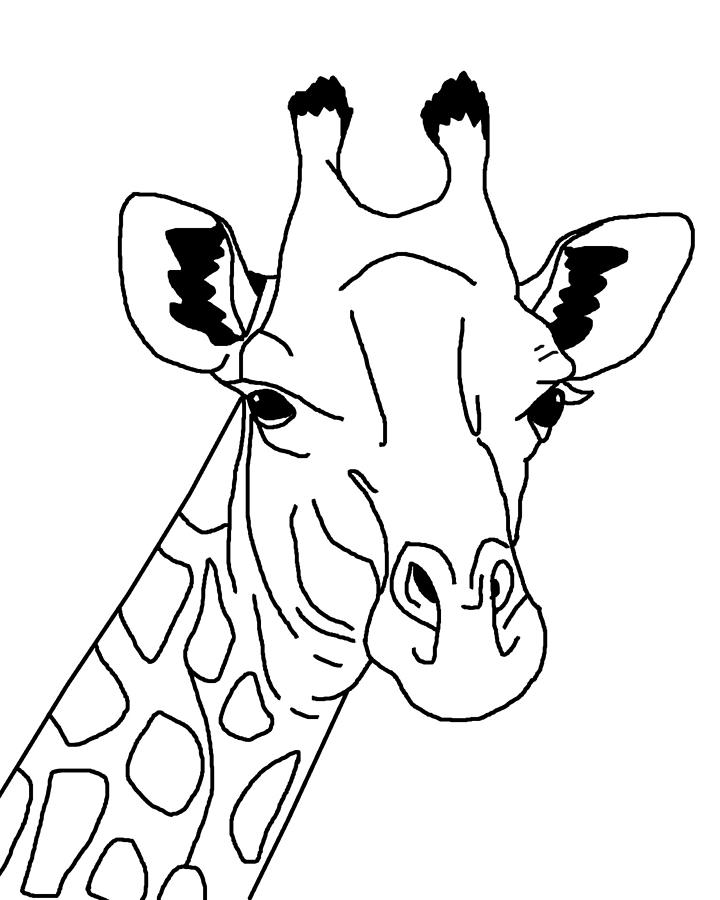 giraffe head profile drawing