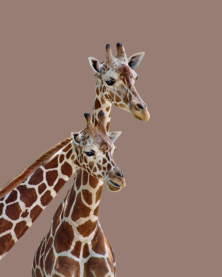 Giraffe Pair - Transparent Photograph by Nikolyn McDonald