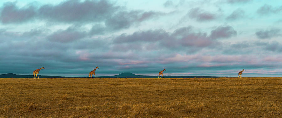 Animal Photograph - Giraffe Parade at Sunset by Laura Hedien