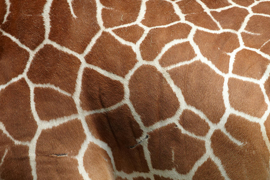 Giraffe pattern Photograph by Bikec