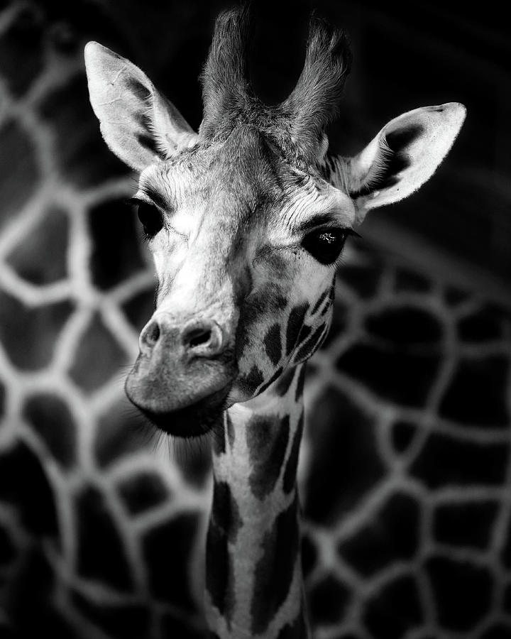 Animal Photograph - Giraffe by Pete Williams