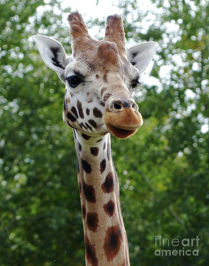 Giraffe  Photograph by Phil Banks
