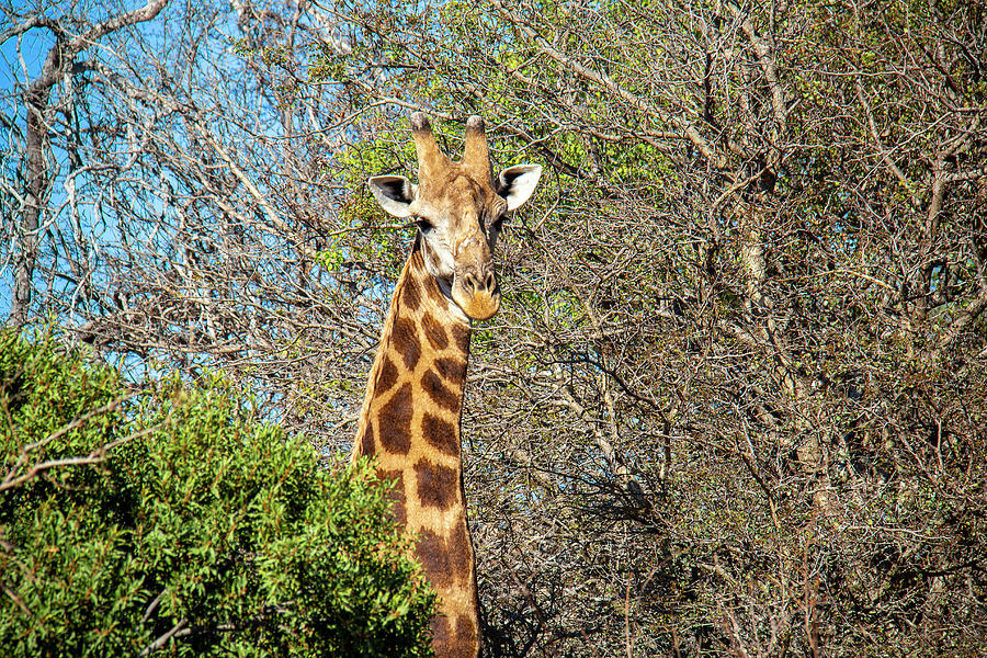 Giraffe Pokes Its Head Through The Trees Photograph