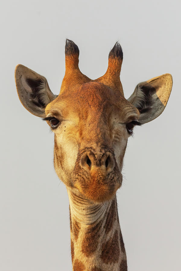 Giraffe Portrait #3 Colour Photograph by Keith Carey