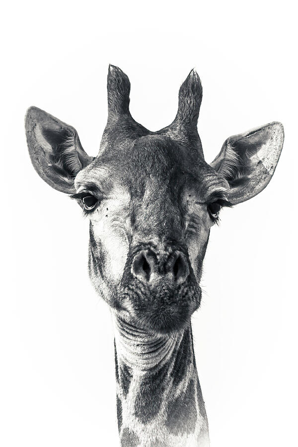 Giraffe Portrait #3 Photograph by Keith Carey
