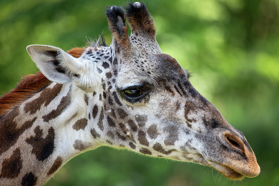 Giraffe Portrait Photograph by Dale Kincaid