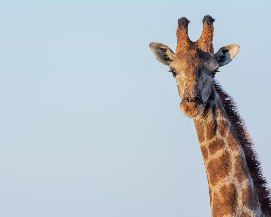 Giraffe Portrait II Photograph by Rand Ningali