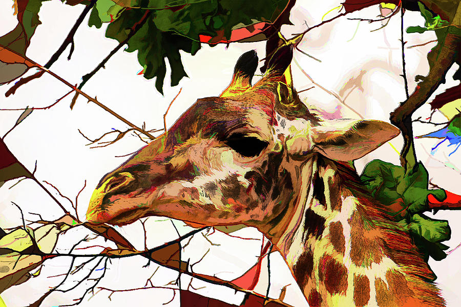 Giraffe Photograph - Giraffe Portrait in Acrylics by John Haldane