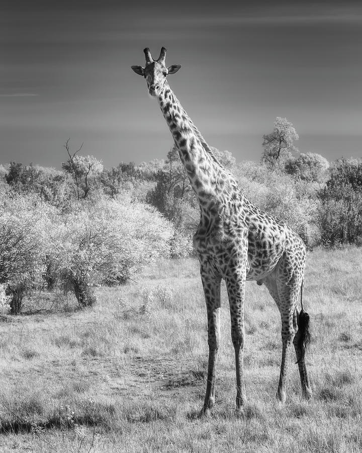 Giraffe portrait in infrared Photograph by Murray Rudd