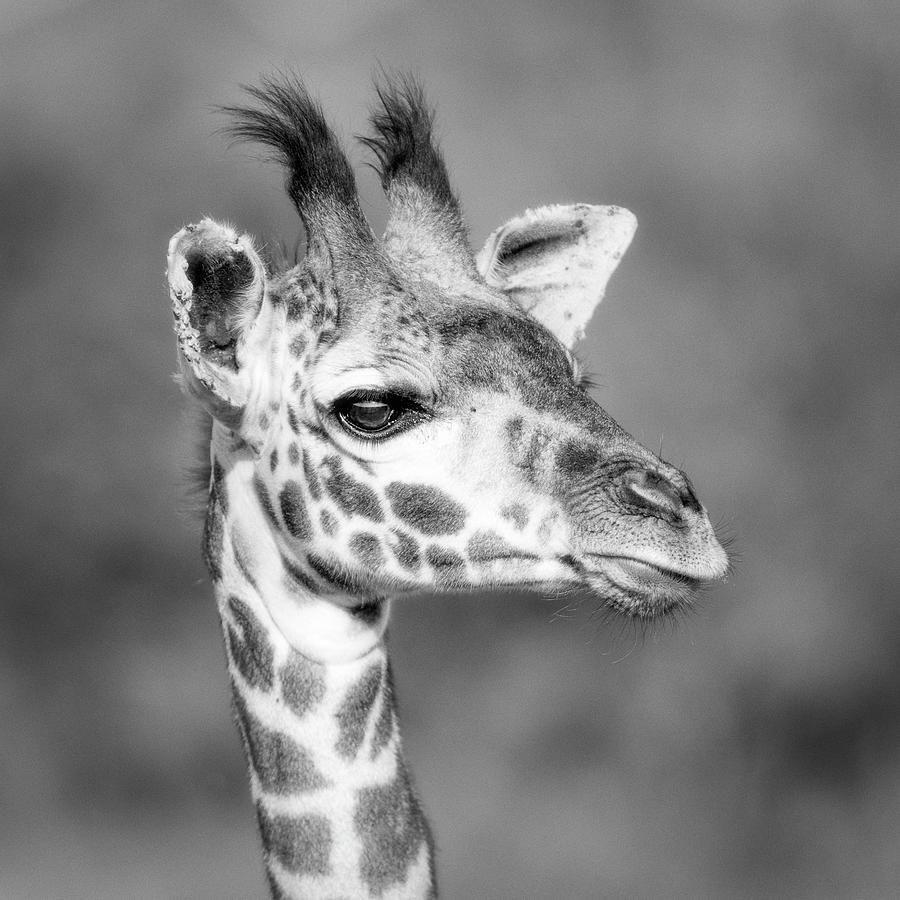 Giraffe portrait in monochrome Photograph by Murray Rudd