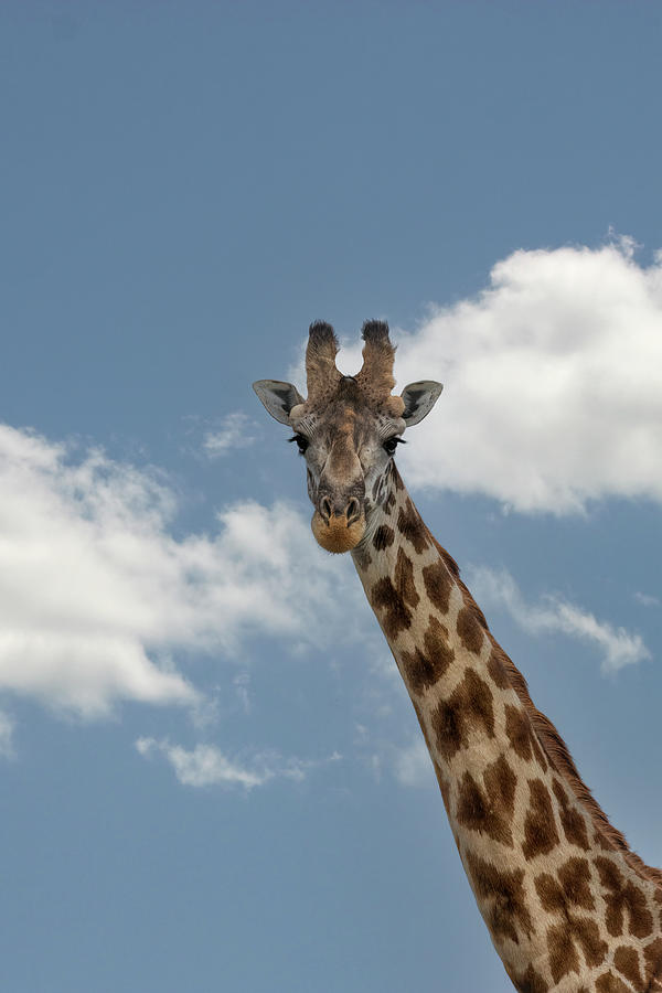 Giraffe Portrait Photograph by Lindley Johnson