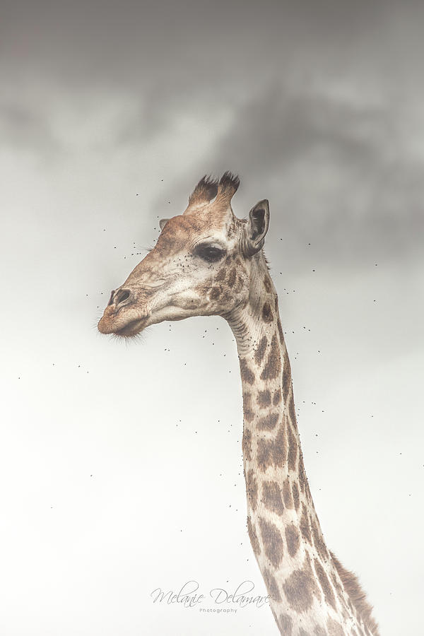 Giraffe Photograph - Giraffe Portrait by Melanie Delamare