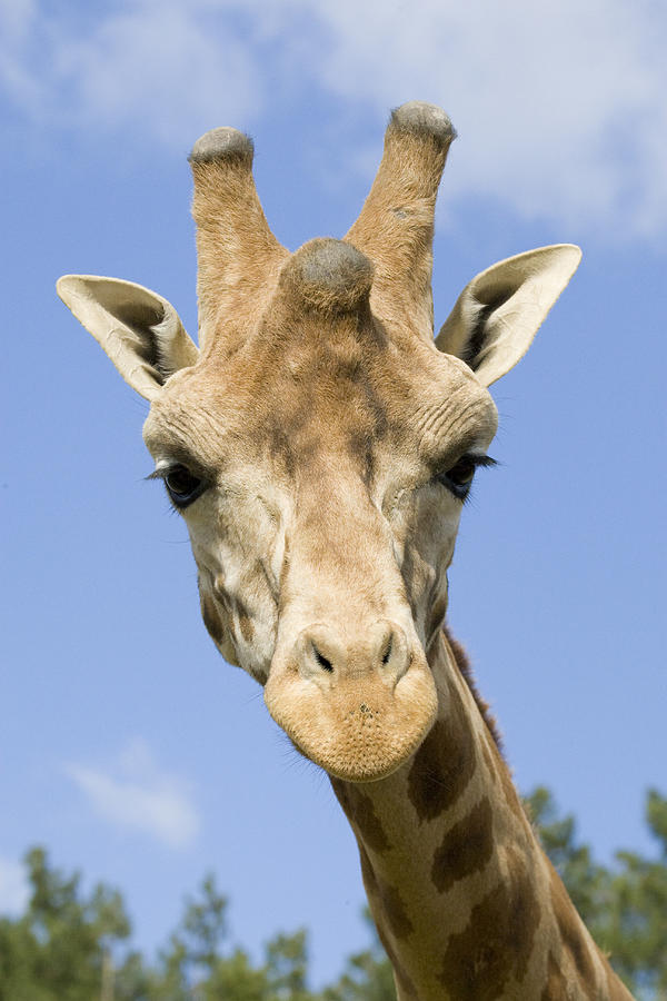Giraffe Portrait Photograph by MihaiDancaescu