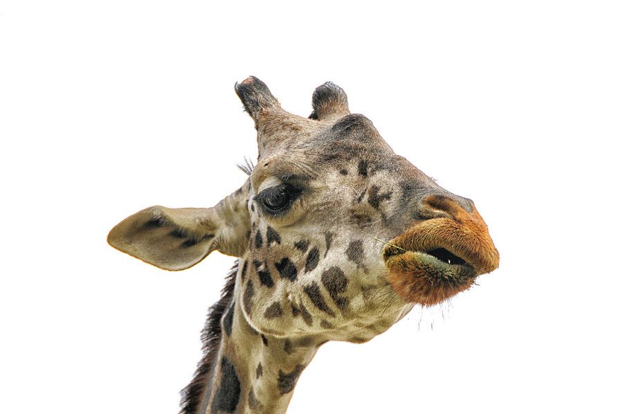 Giraffe Portrait Photograph by Mike Martin