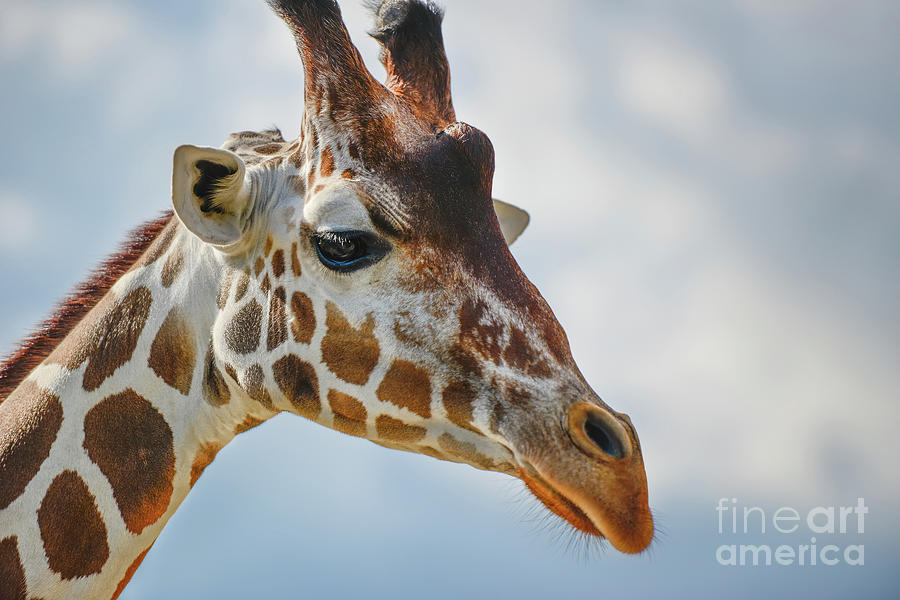 Giraffe Portrait  Photograph by Olga Hamilton