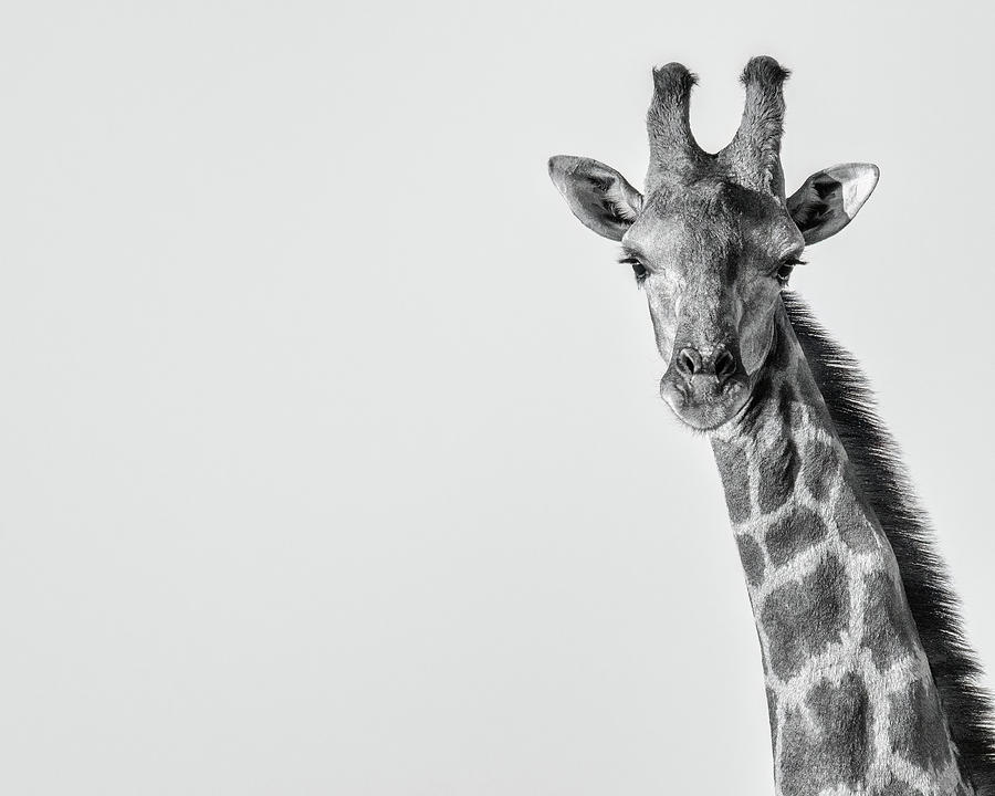 Giraffe Portrait Photograph by Rand Ningali