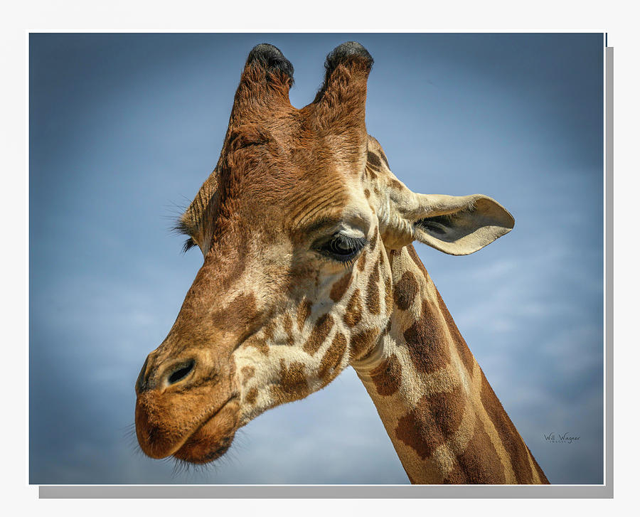 Giraffe Portrait Photograph by Will Wagner