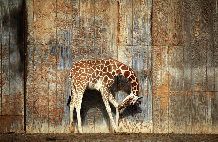 Giraffe Pose Photograph by Cynthia Guinn