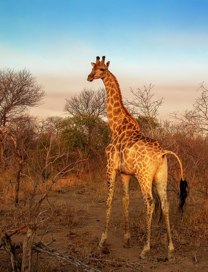 Giraffe Poses For The Camera In The African Wild Photograph