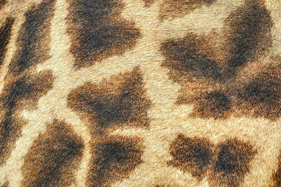Giraffe Print Photograph by Rebecca Herranen