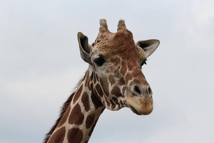 Giraffe Questions Photograph by Matt Salerno - Fine Art America