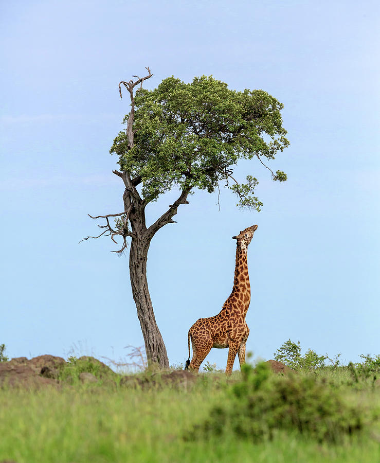 Giraffe Reaching for the Leaves 4981 Photograph by George Erwin Turner