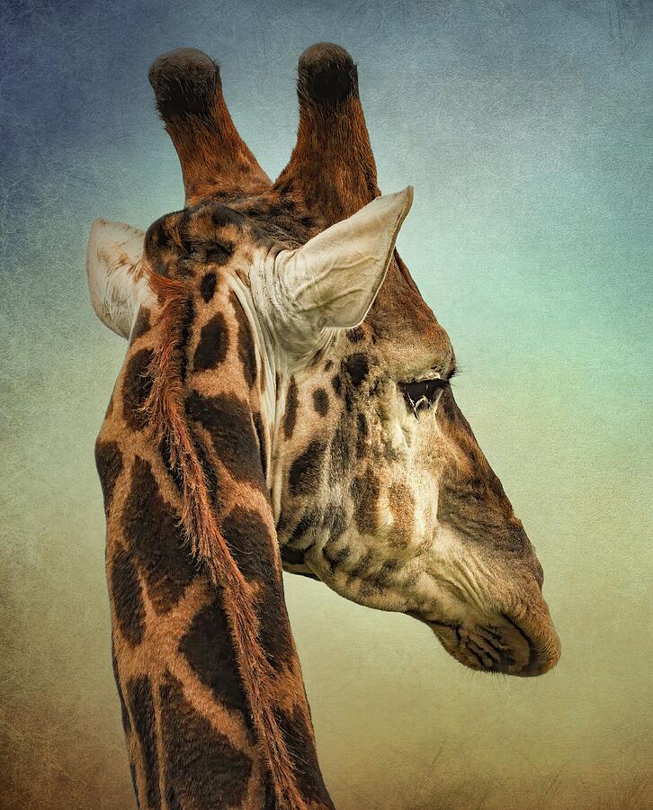 Giraffe  Photograph by Rebecca Herranen