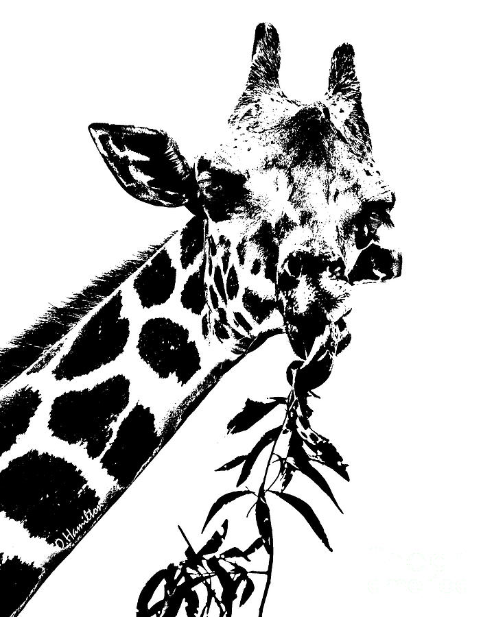 Giraffe Silhouette  Digital Art by Olga Hamilton