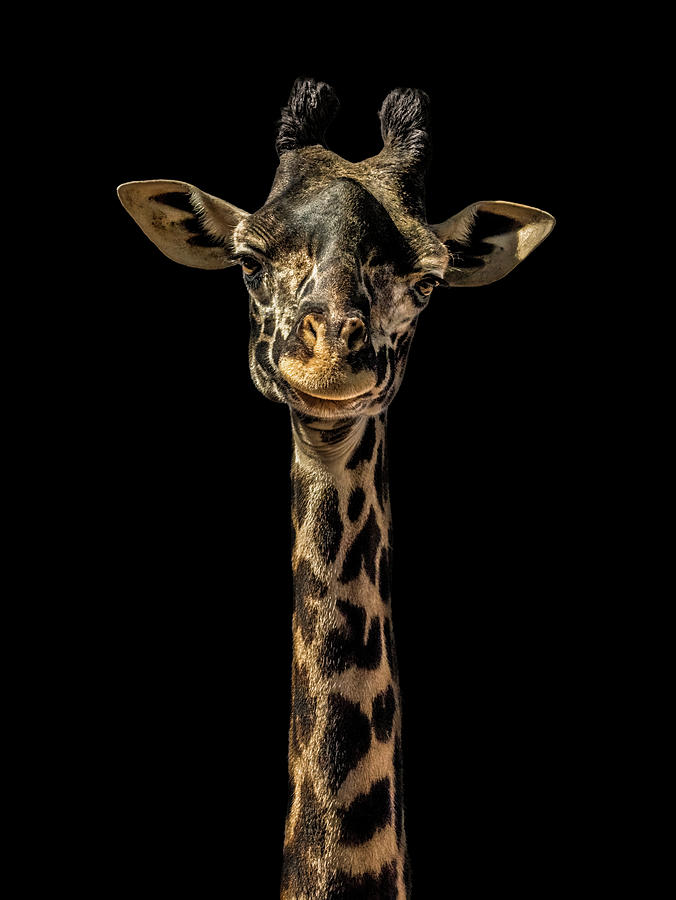 Giraffe Smile Photograph by Carl Amoth