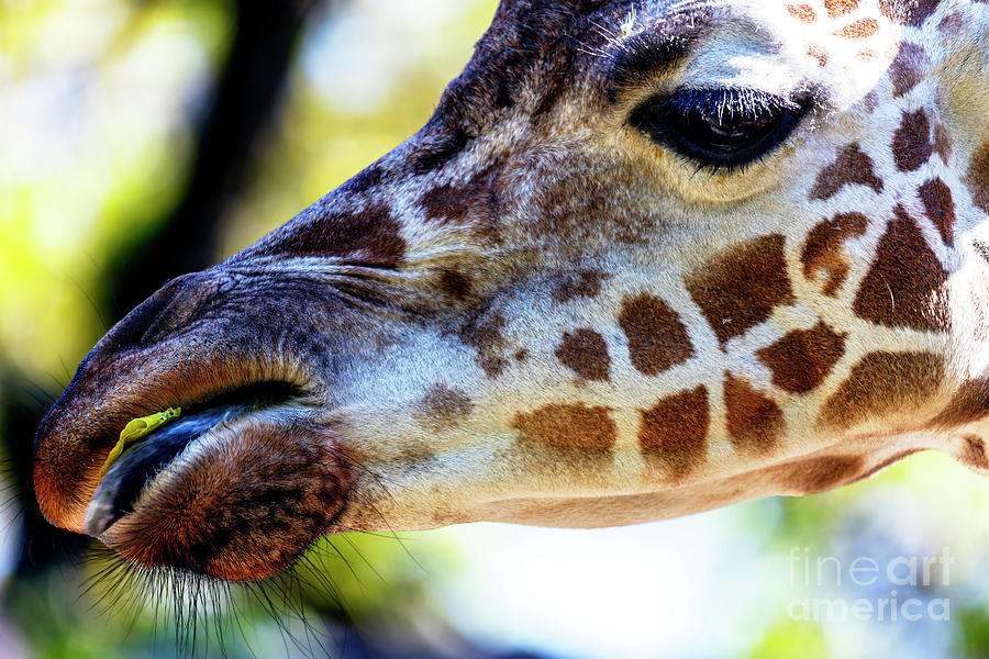 Giraffe Snack at the Philadelphia Zoo Photograph by John Rizzuto