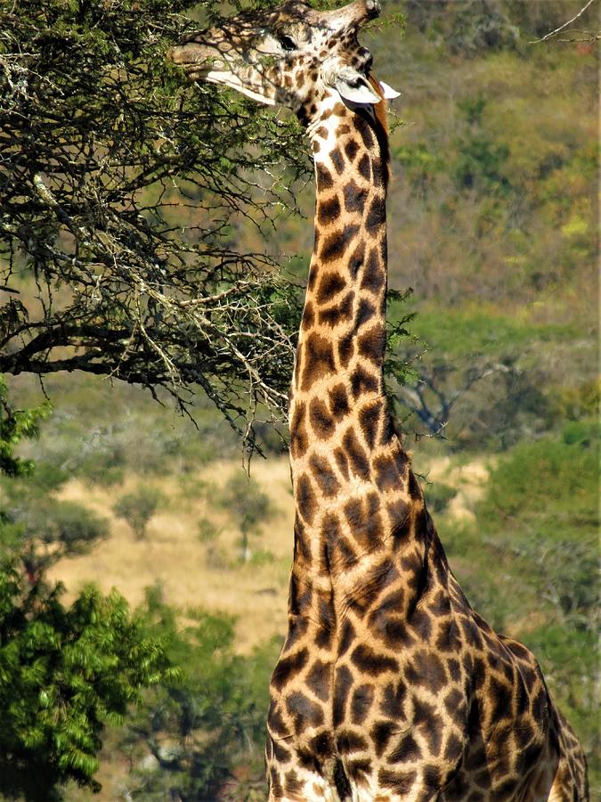Giraffe South Africa Photograph by Vijay Sharon Govender