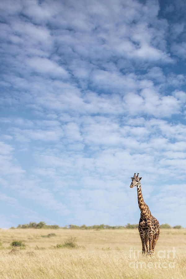 Giraffe standing in the long grass of the Masai Mara Photograph by Jane Rix