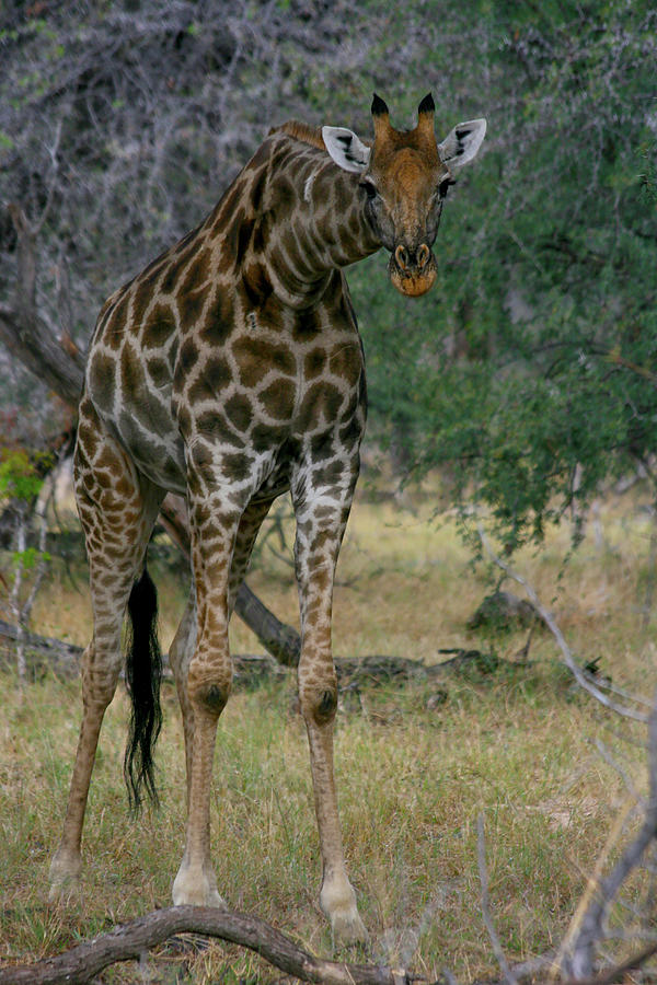 Giraffe Staredown Photograph by Karen Zuk Rosenblatt