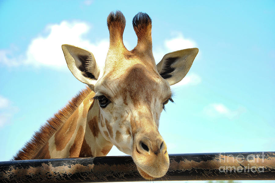 Giraffe stick its head over a bar of the wild animal park.  Photograph by Gunther Allen