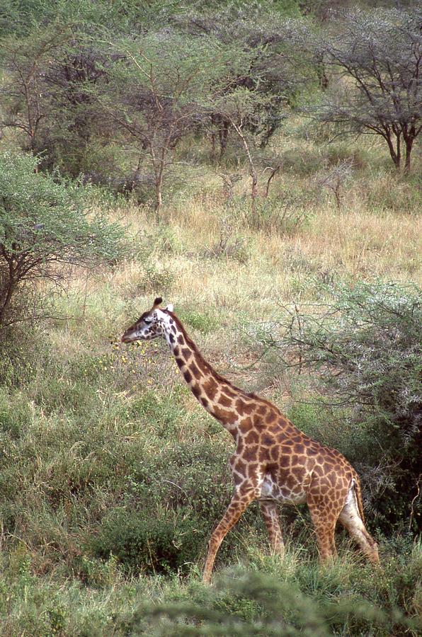 Giraffe Taking a Stroll Photograph by Russel Considine