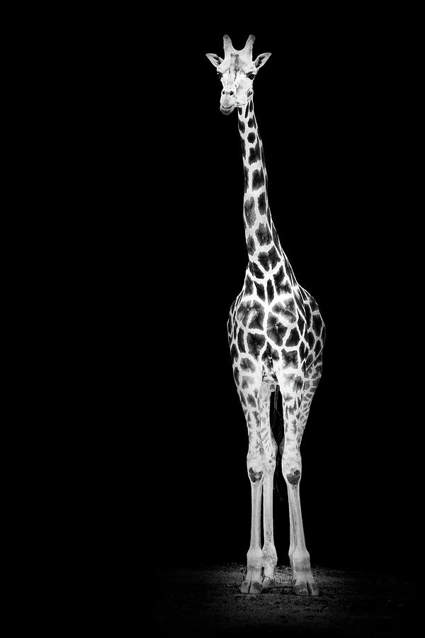Giraffe Photograph by Tom Van den Bossche