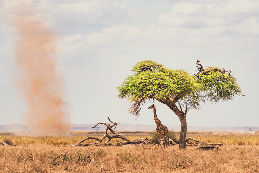 Giraffe, Tree and a Dust Devil Photograph by Ewa Jermakowicz