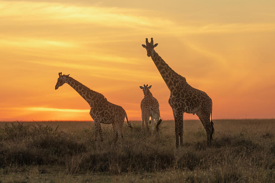 Giraffe Trio at Sunrise Photograph by Lindley Johnson