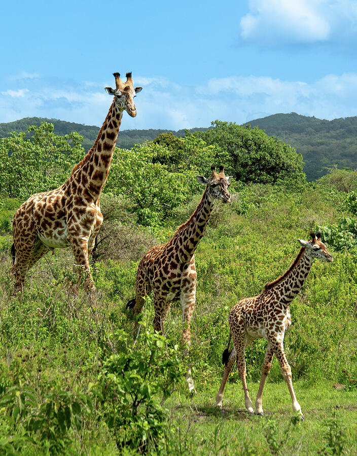 Giraffe Trio Photograph by Leslie Struxness