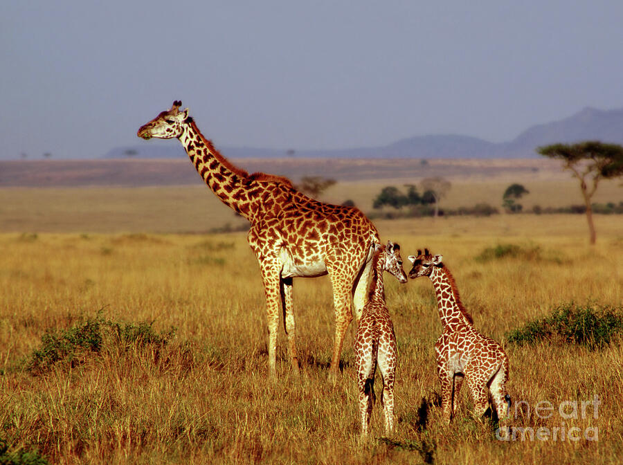 Giraffe Photograph - Giraffe Twins by Mark Laurie