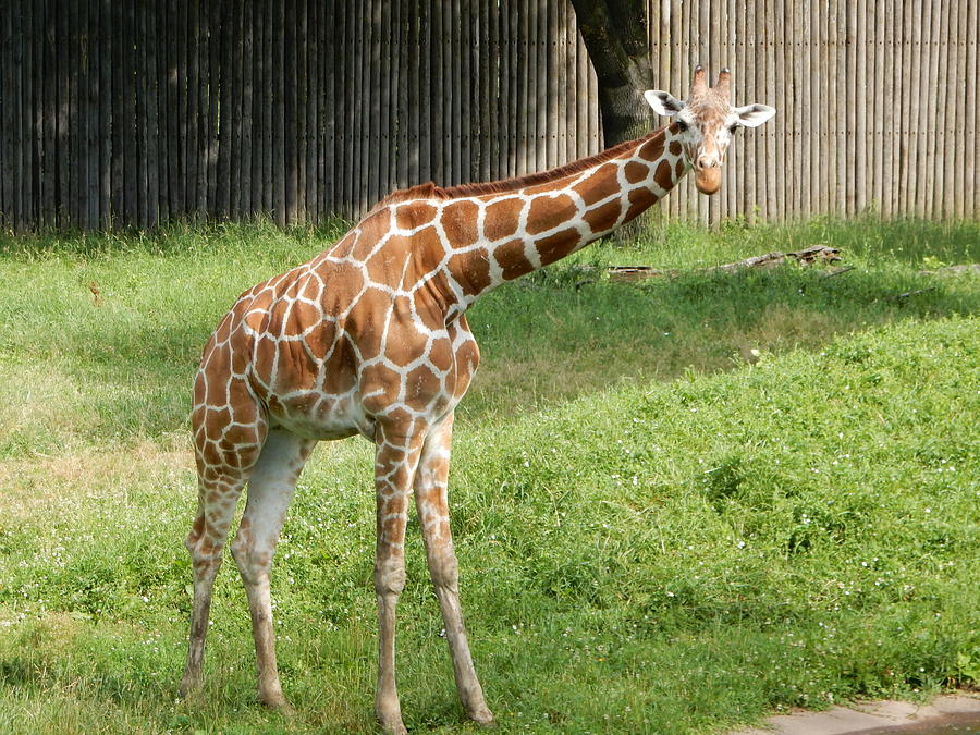 Giraffe Two Photograph by Michelle Privett - Fine Art America