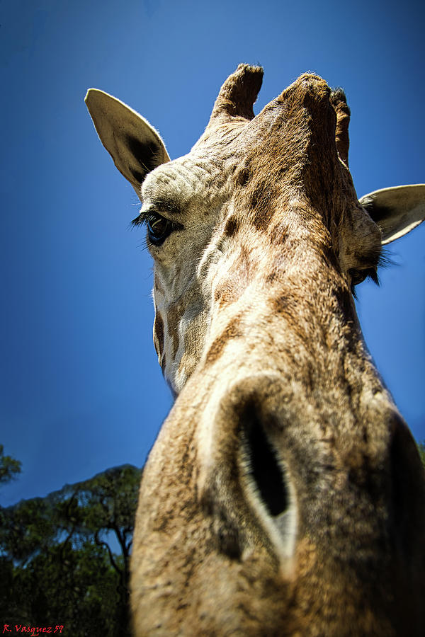 Giraffe Up Close And Personal  Photograph by Rene Vasquez