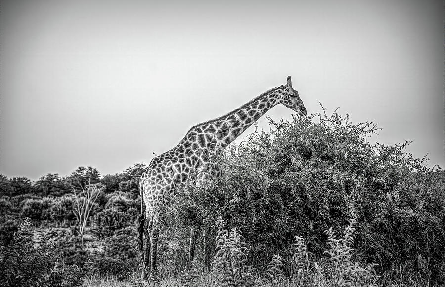 Giraffe Vignette Photograph by Douglas Wielfaert