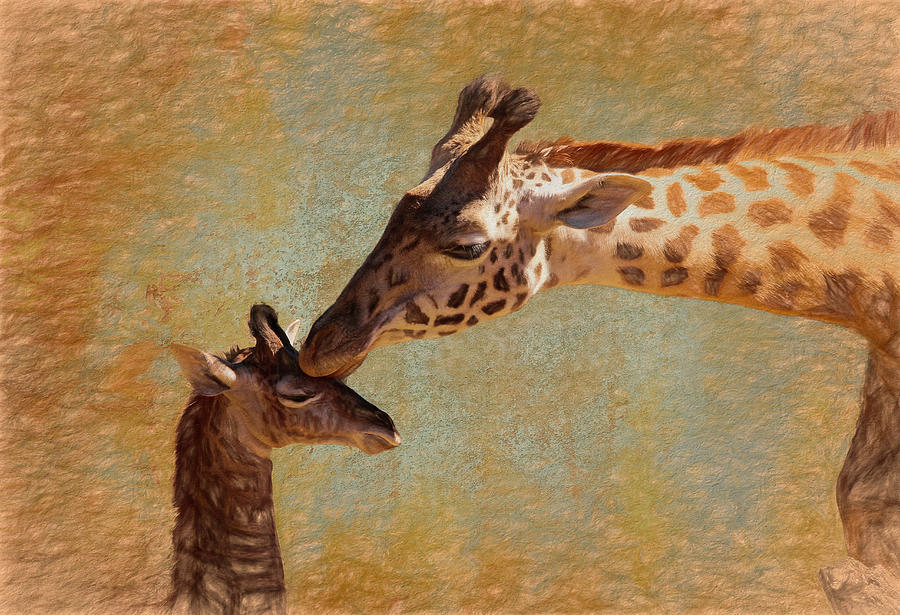 Giraffe Vintage Photograph by Judy Vincent