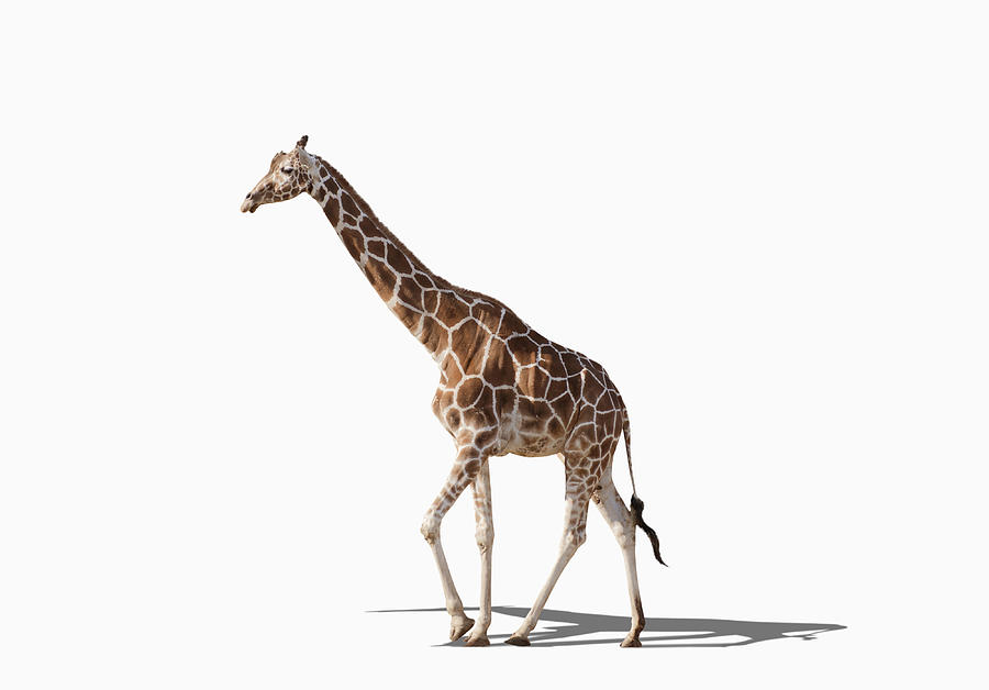 Giraffe walking in studio Photograph by Chris Clor
