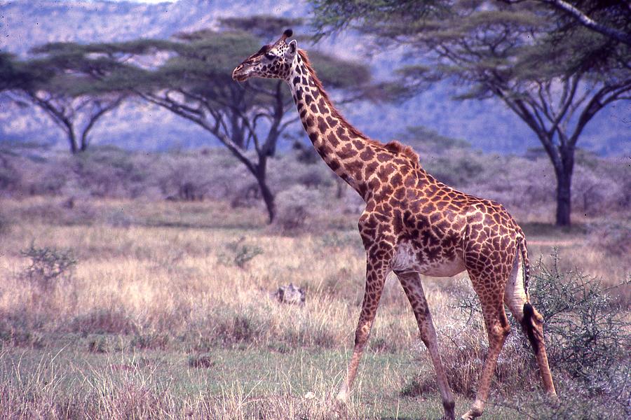 Giraffe Walking Photograph by Russel Considine