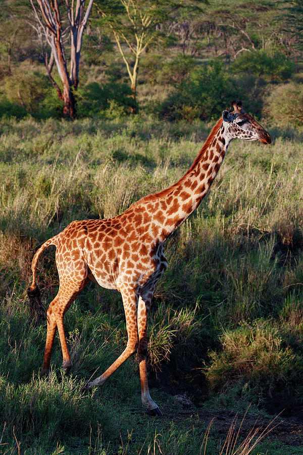 Giraffe Walking Photograph by Sally Weigand