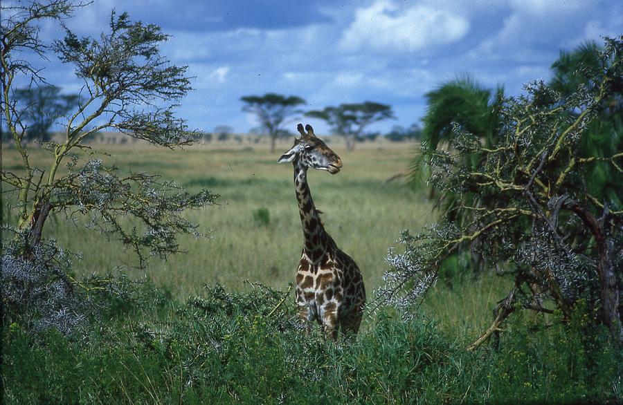 Giraffe Walking Towards Camera Photograph by Russel Considine