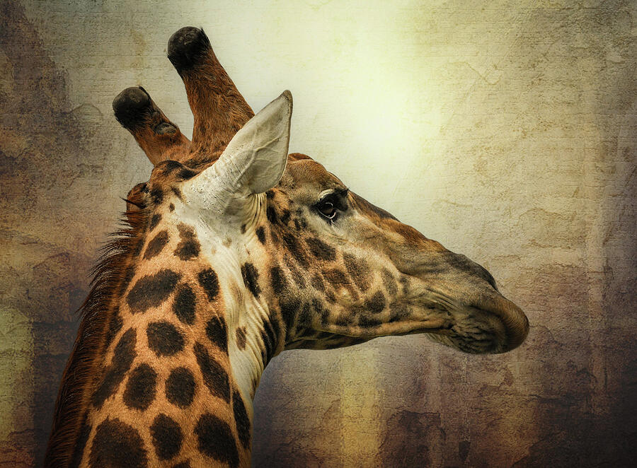 Giraffe Watching the World in Stillness Photograph by Rebecca Herranen Giraffe Watching the World in Stillness Photograph by Rebecca Herranen